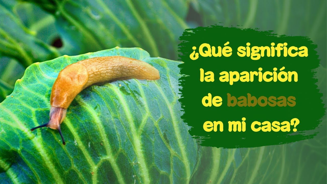 babosas en casa