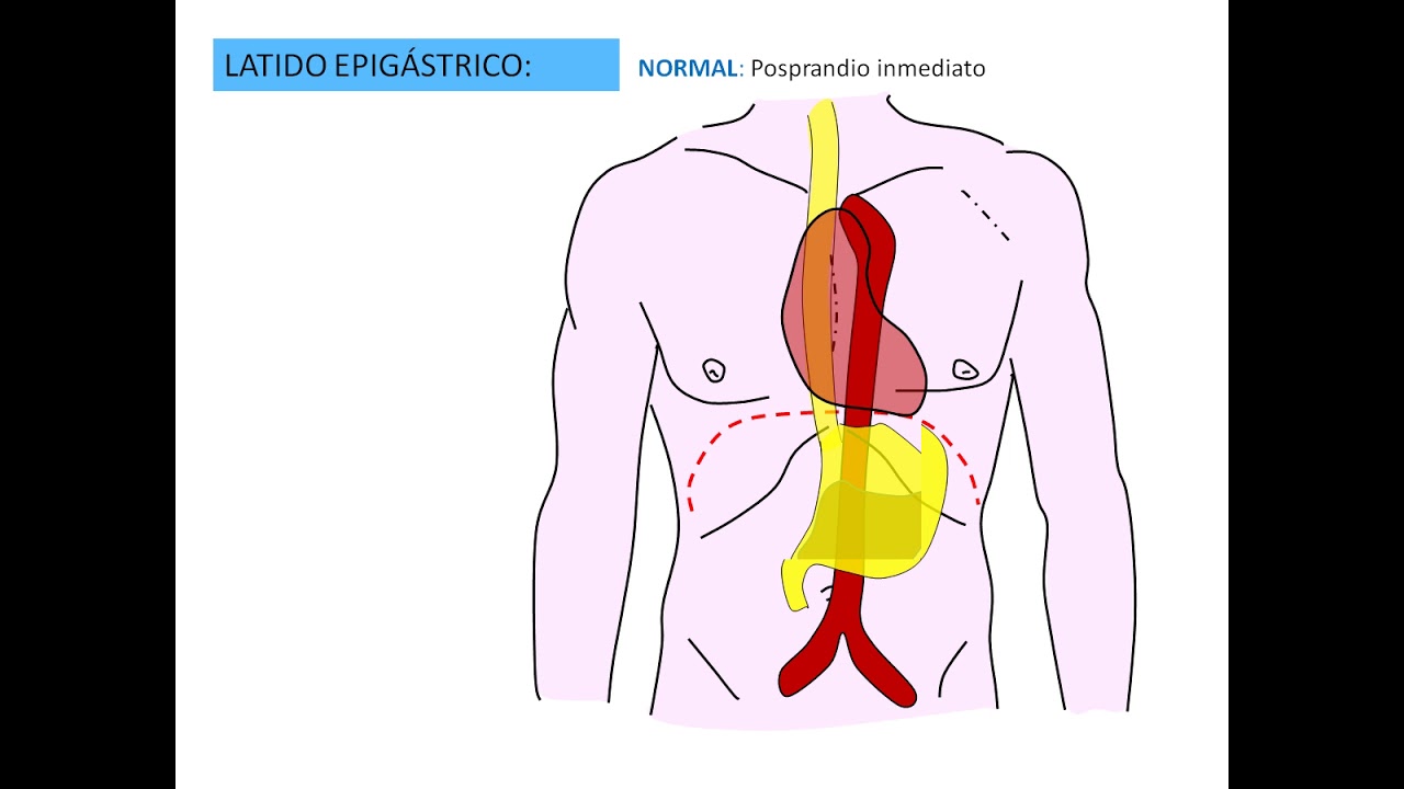 el latido del estomago