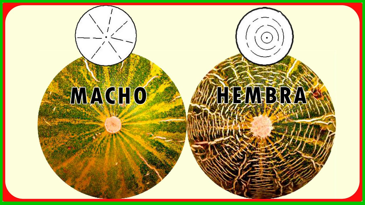 melon hembra y macho
