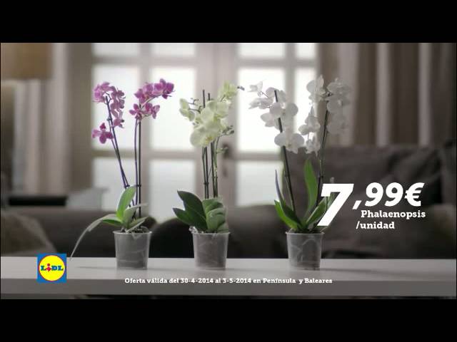 regalos día de la madre lidl