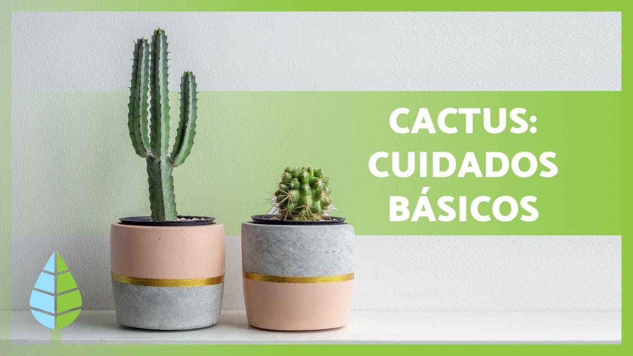 regar cactus