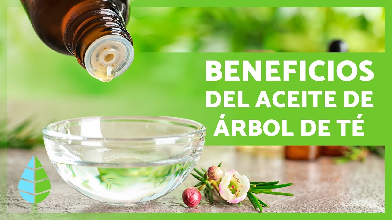 aceite arbol del te pelo