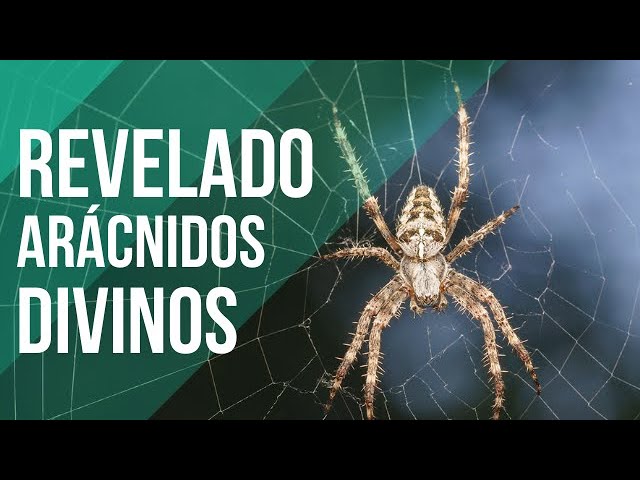 arañas en la cama