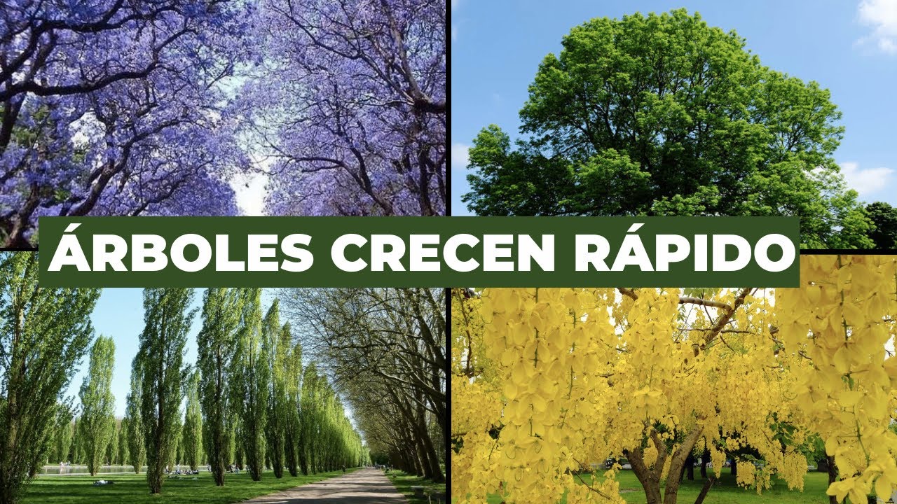 árboles para jardín con poca raíz