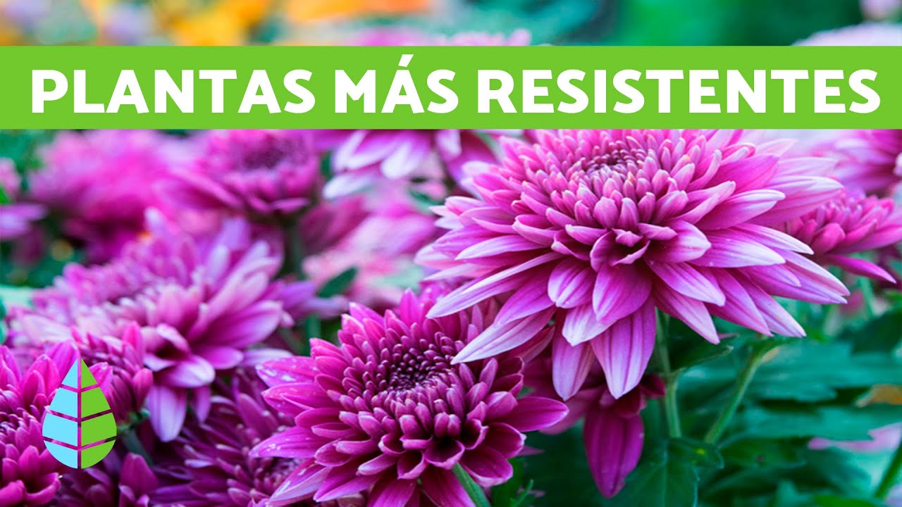 arbustos clima frio
