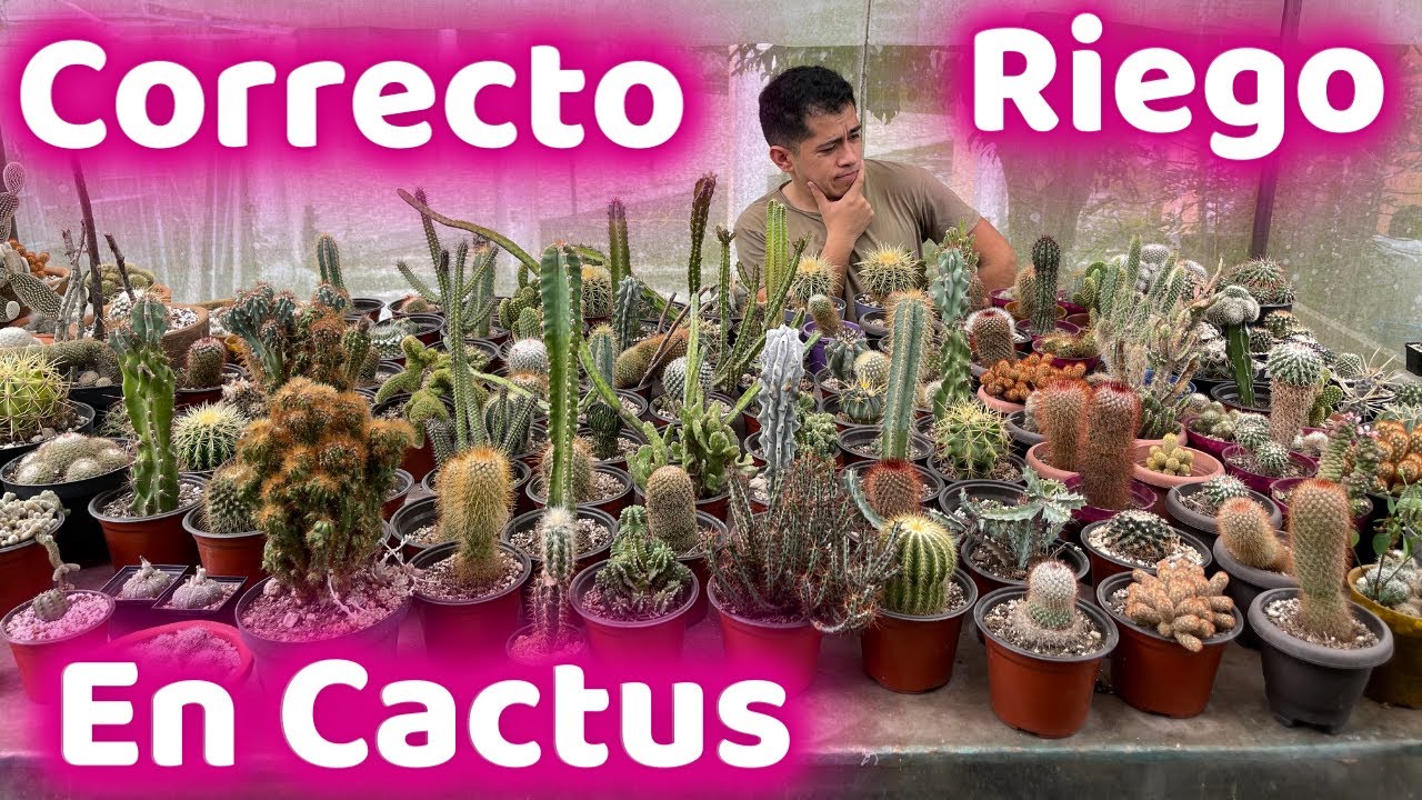 cada cuánto se riega un cactus mini