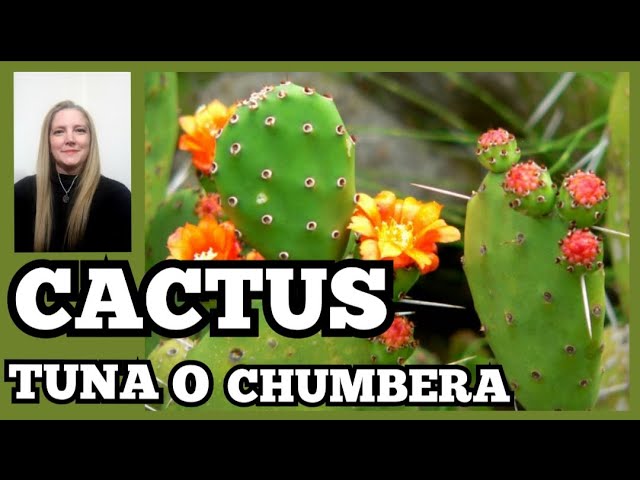 chumbera sin espinas