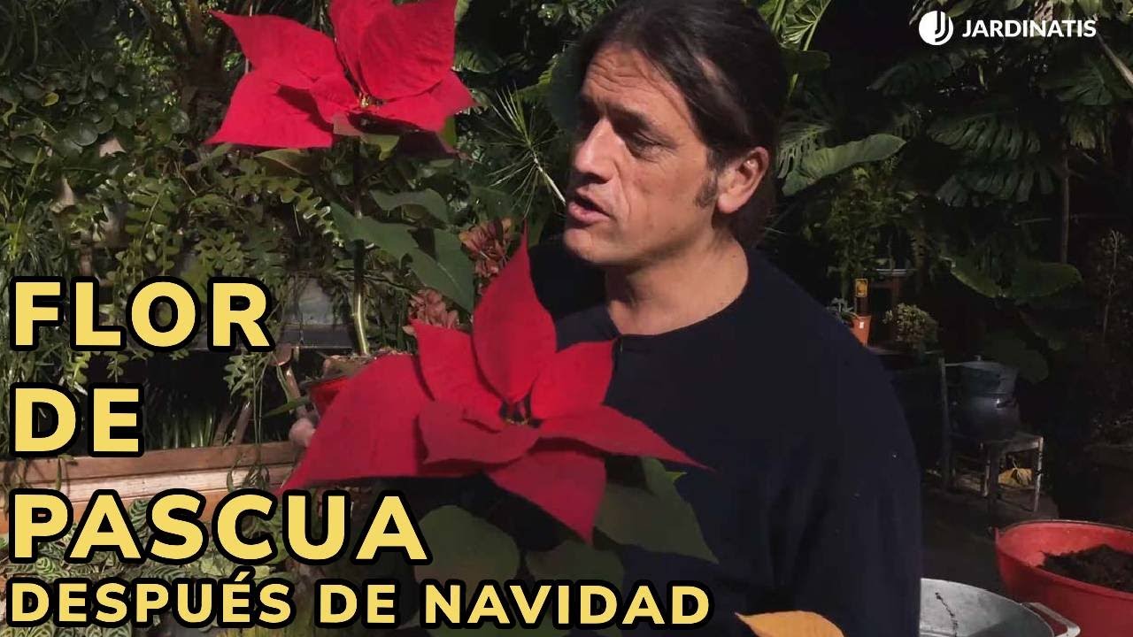 como cuidar una poinsetia