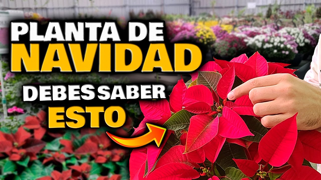 como regar la flor de pascua en casa