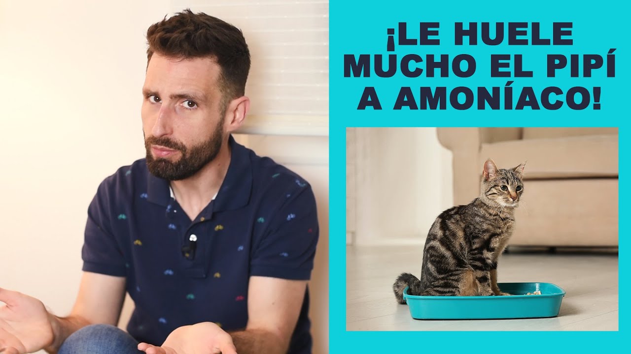 el pis tiene amoniaco