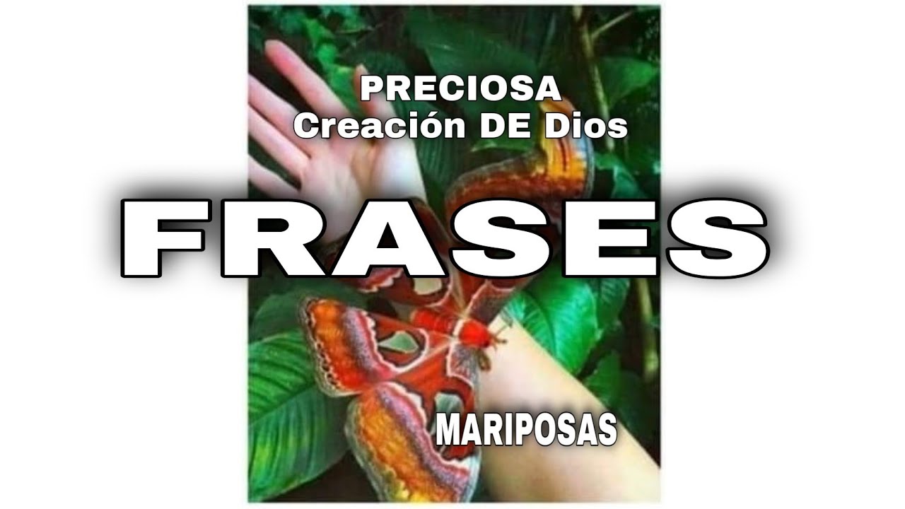 frases de mariposa