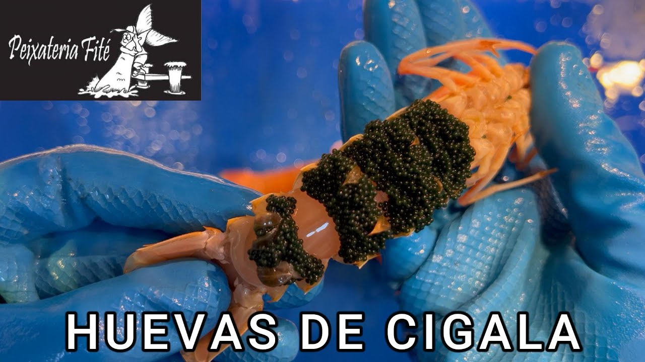 huevas de cigala