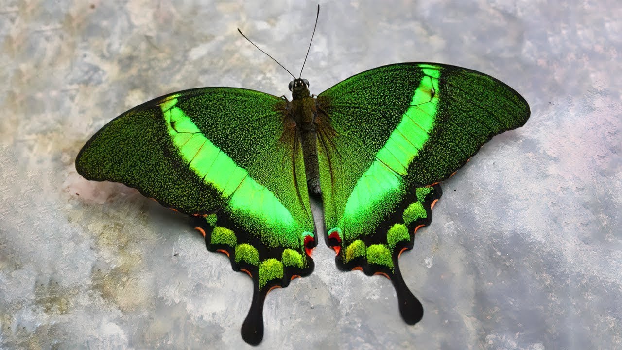 mariposa mas bonita