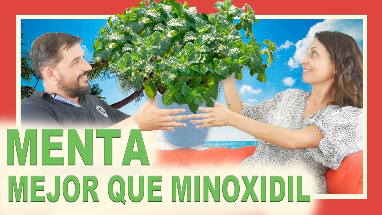 menta para el pelo