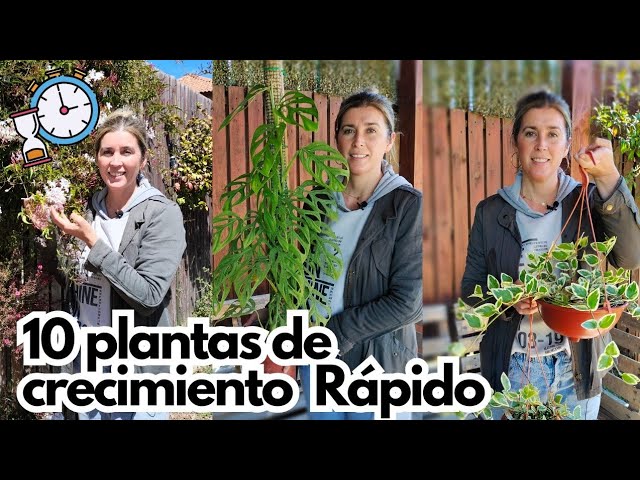 planta de crecimiento rapido