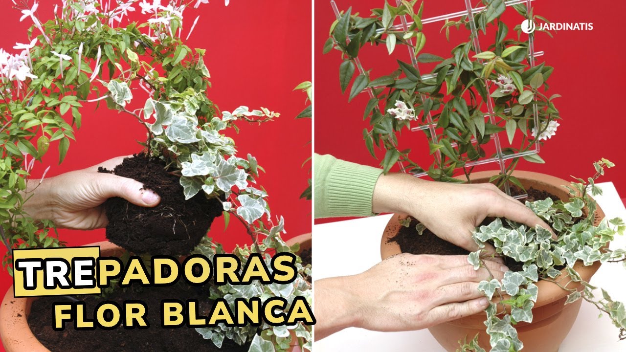 plantas trepadoras con flor en maceta