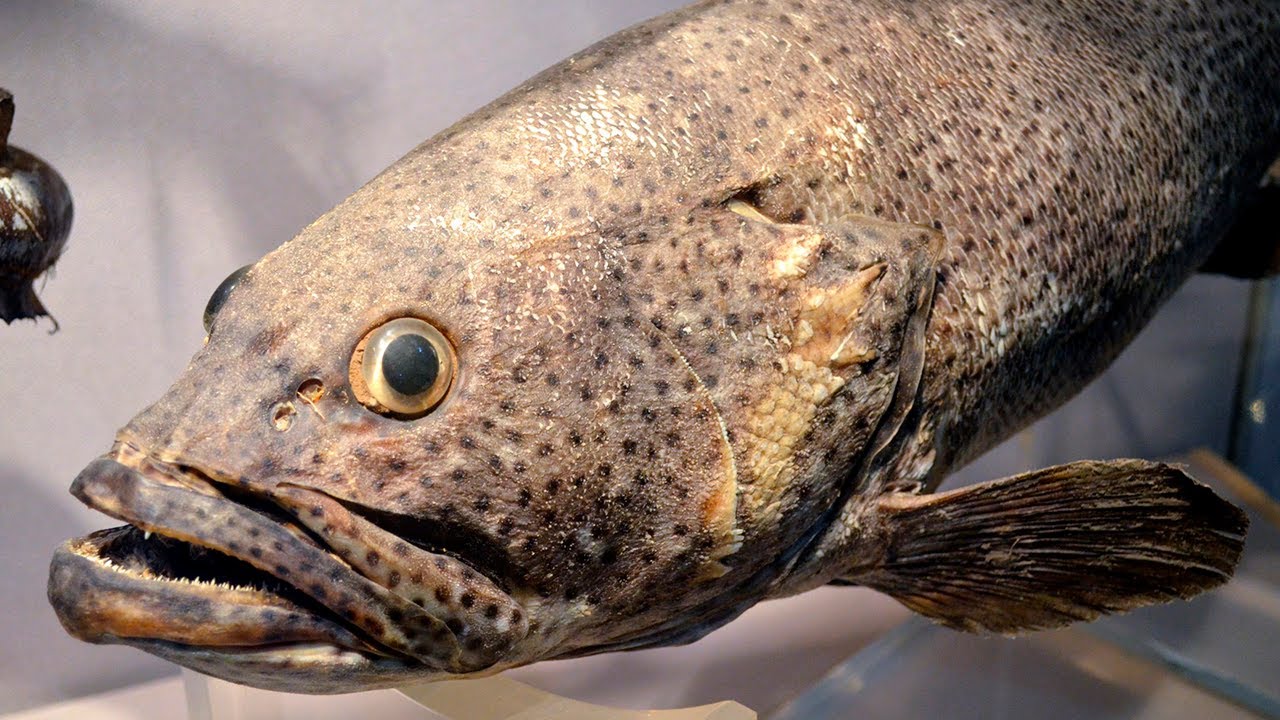 que clase de pescado es el bacalao