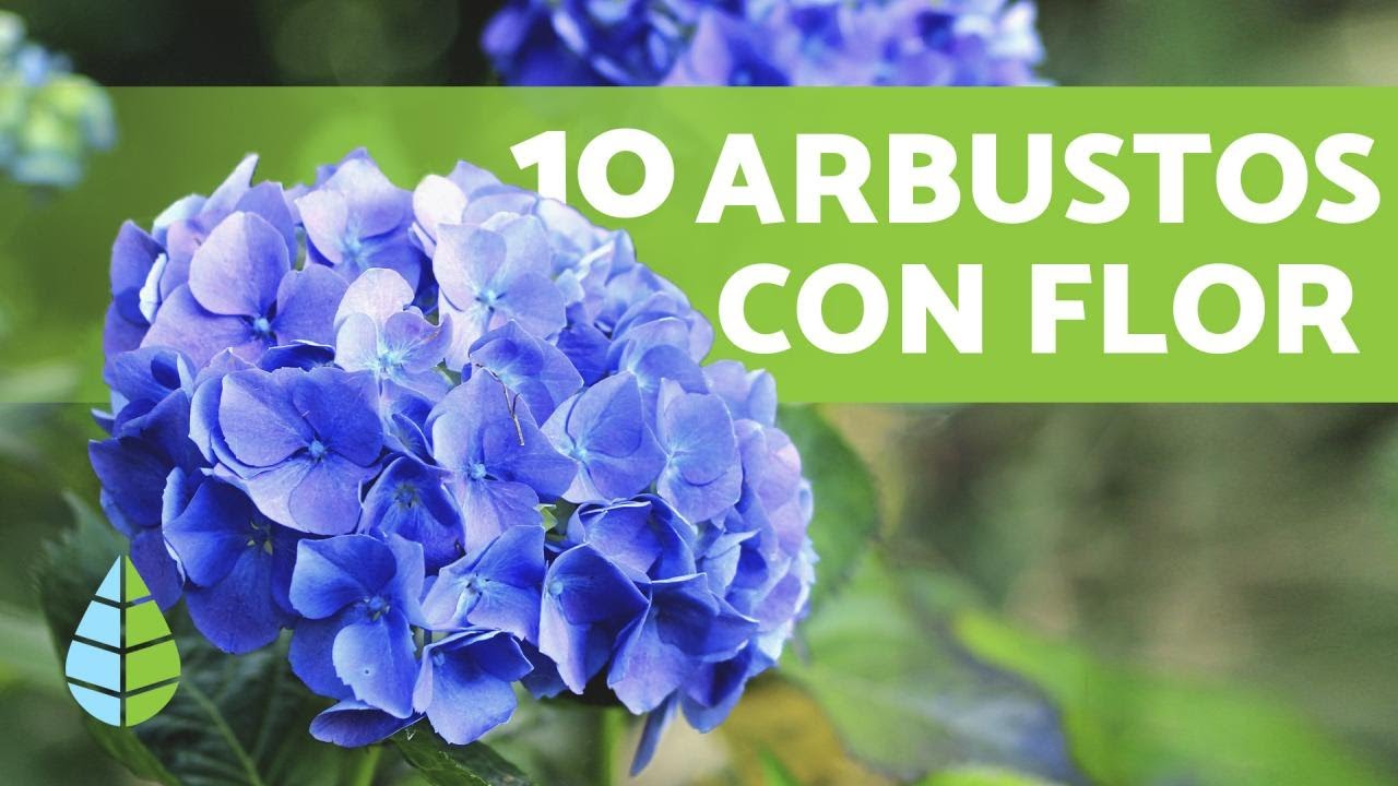 tipos de arbustos con nombre