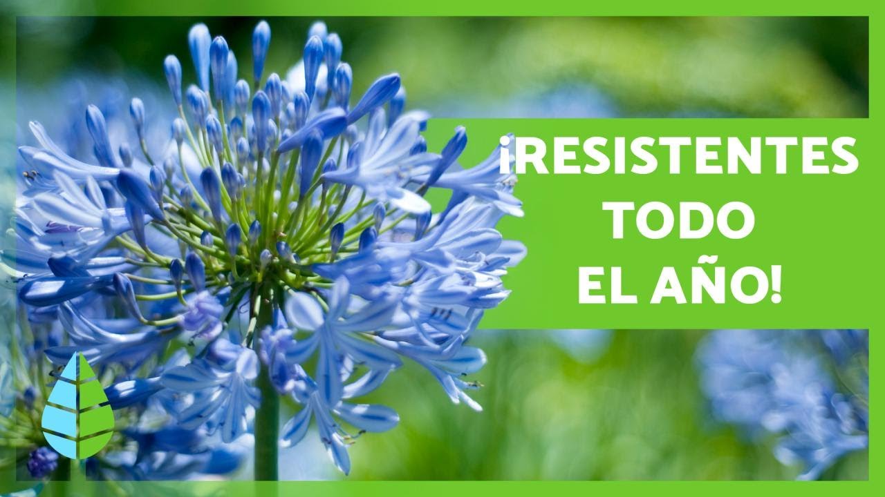 árbol de hoja perenne resistente a las bajas temperaturas