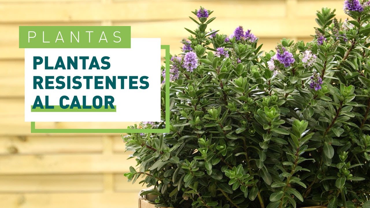 arbustos resistentes al frío y al calor