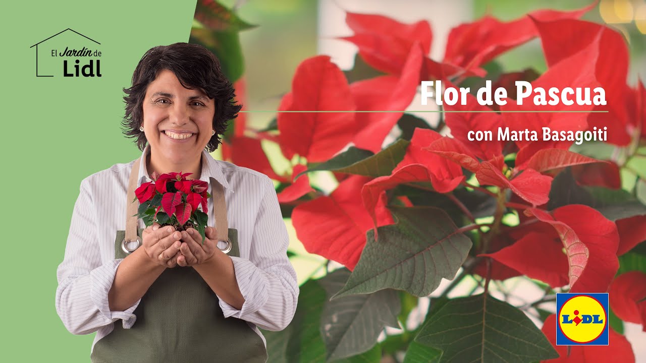 cada cuanto regar flor de pascua