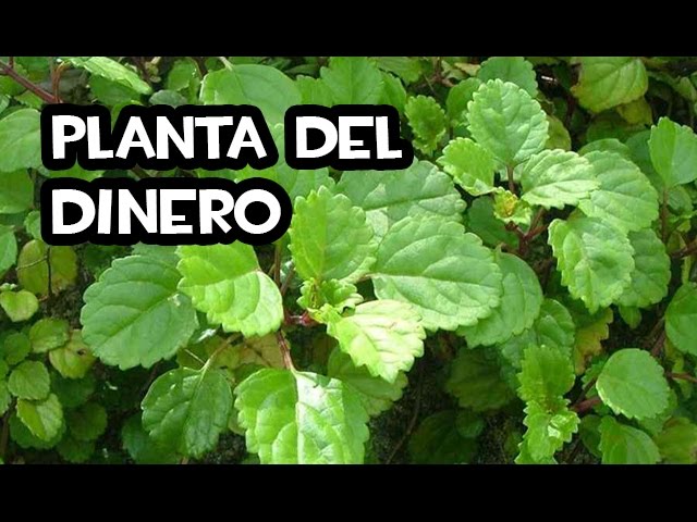 como reproducir la planta del dinero