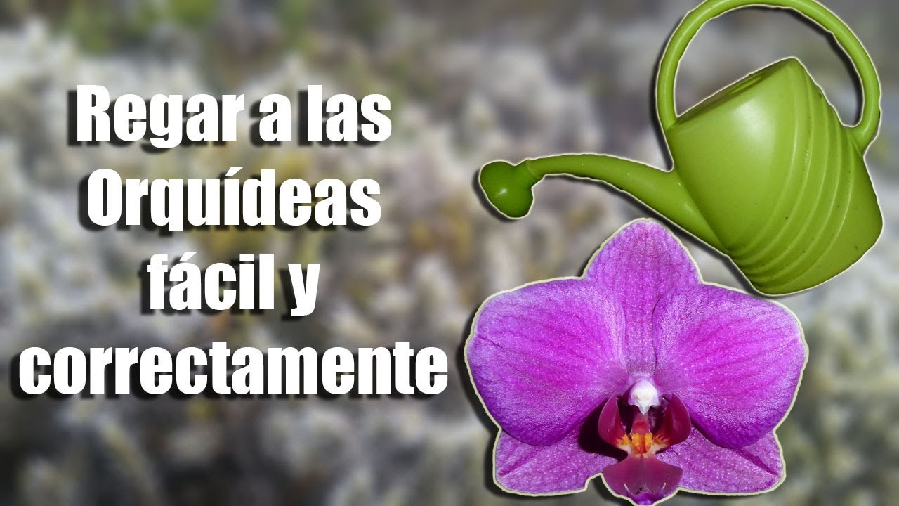 cómo se riegan las orquídeas