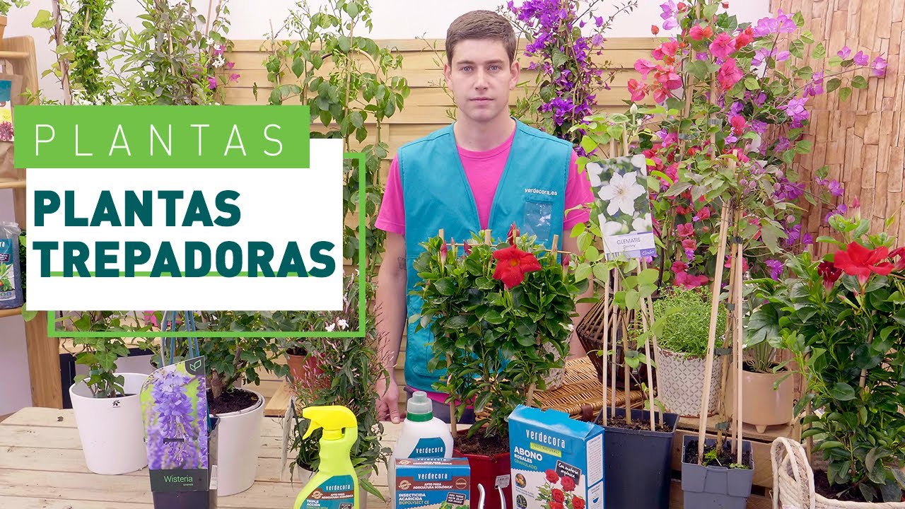 enredaderas perennes de crecimiento rápido