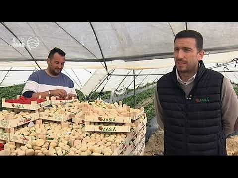 fresas blancas huelva