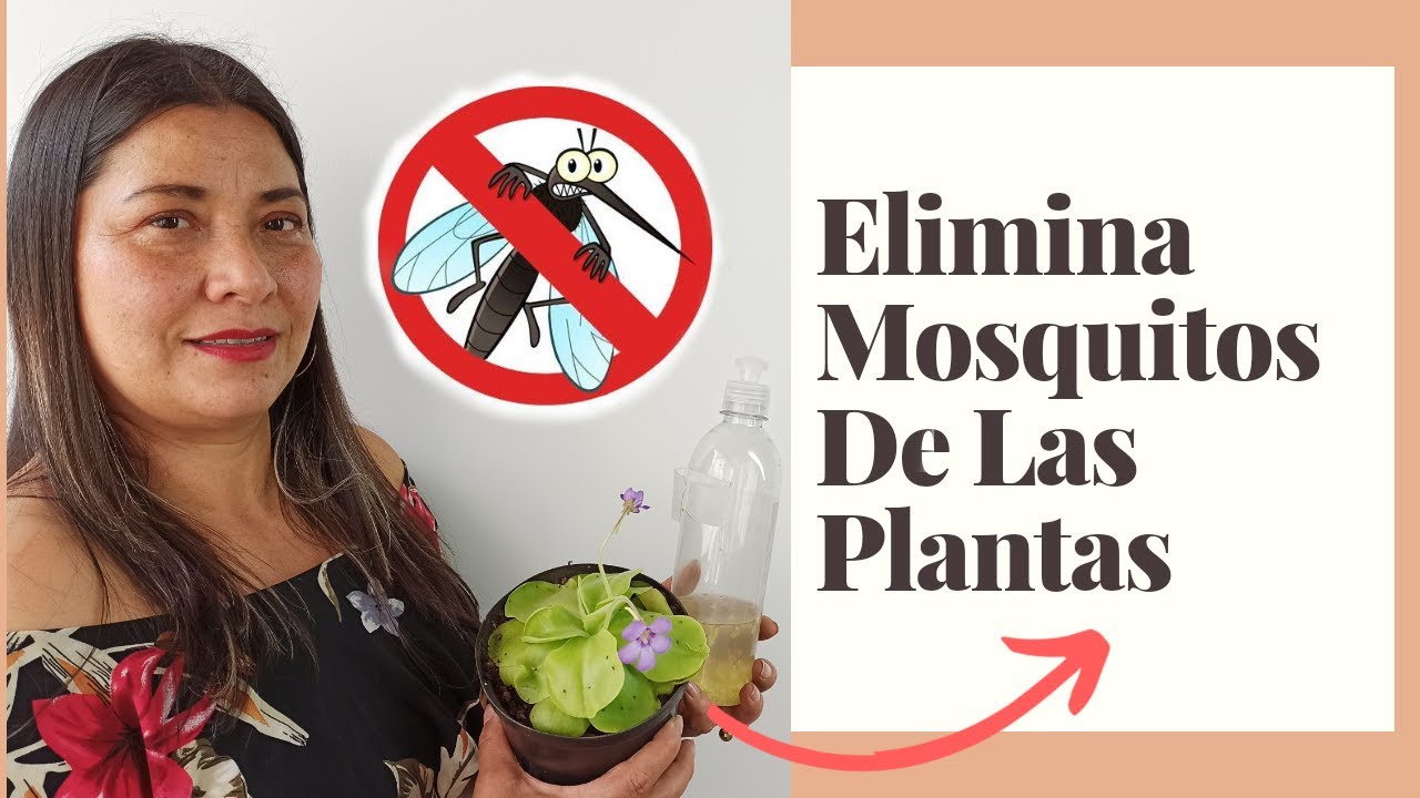 mosquitos en las plantas