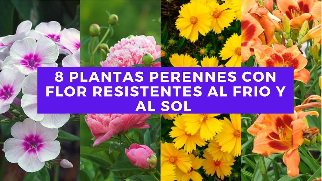 plantas perennes que aguanten frio y calor