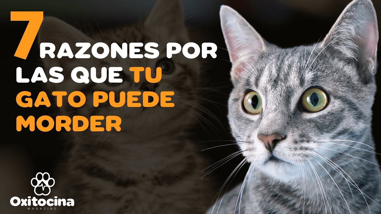 si un gato te muerde que significa