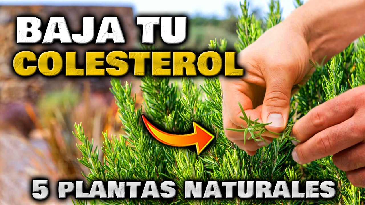 bajar colesterol herbolario