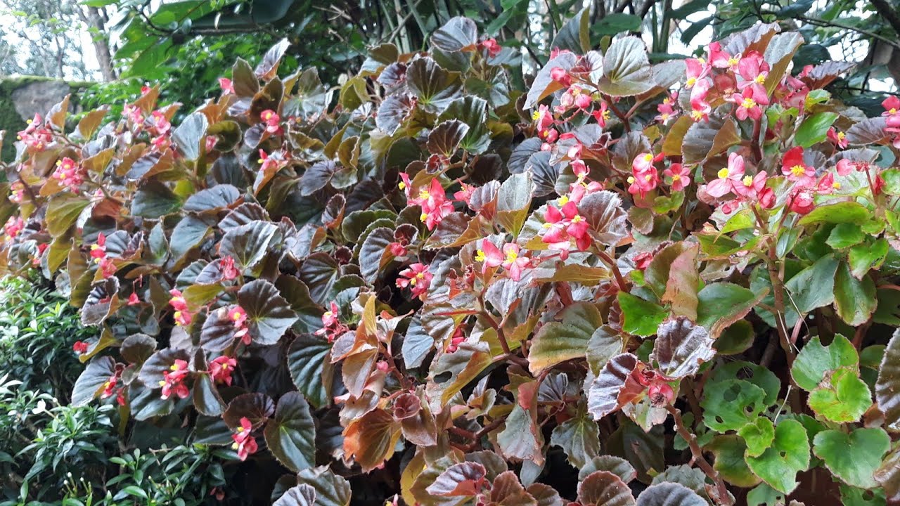 begonia semperflorens exterior