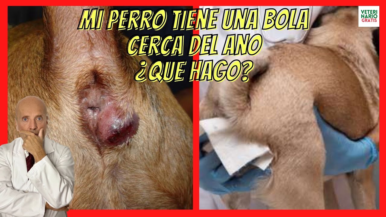 bulto ano perro