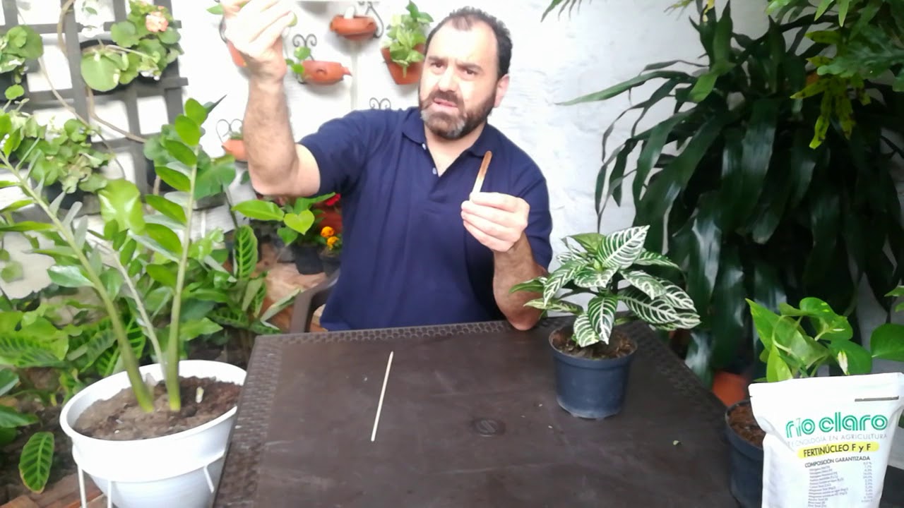 cada cuanto hay que regar una planta