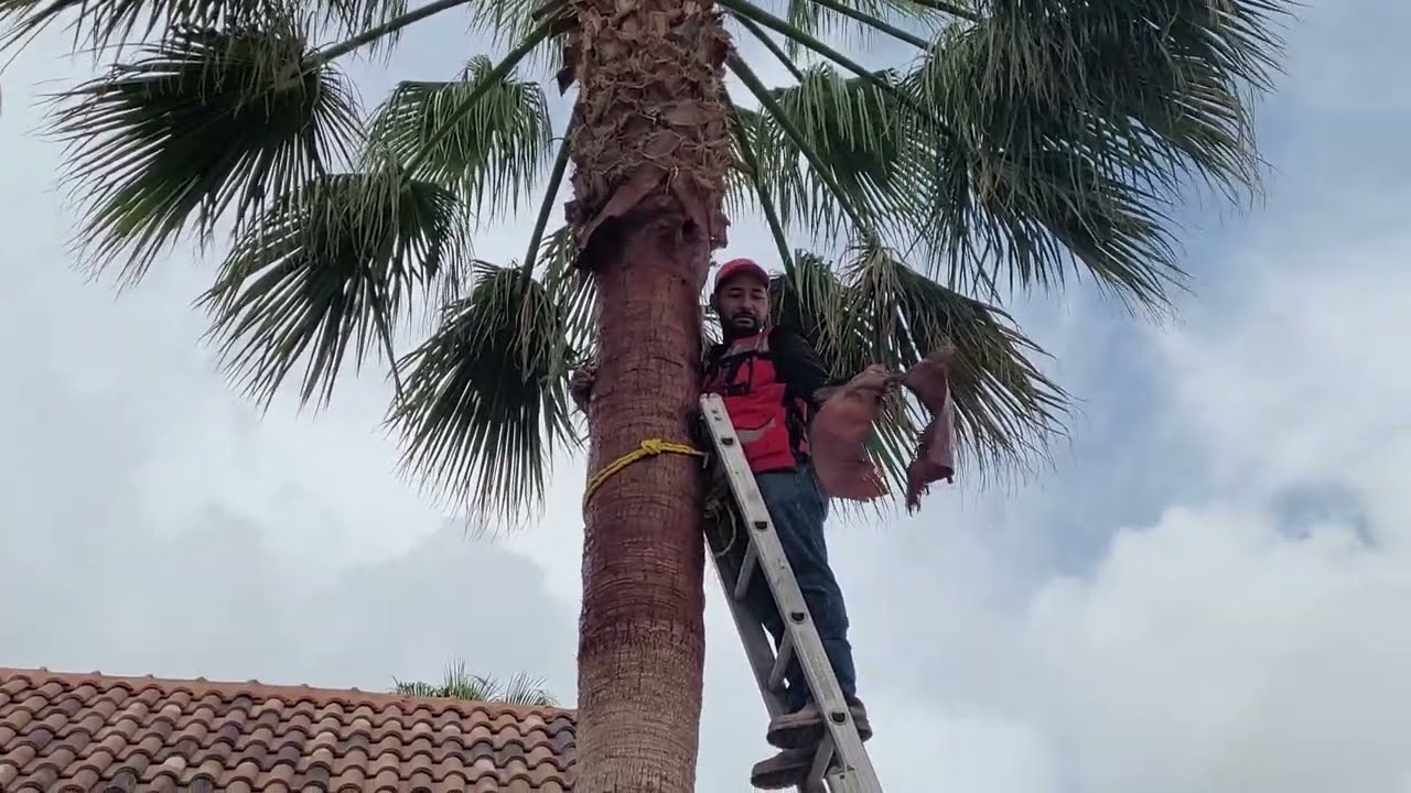 como se poda una palmera