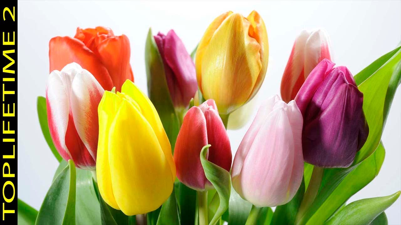 flores que se abren de dia y cierran de noche