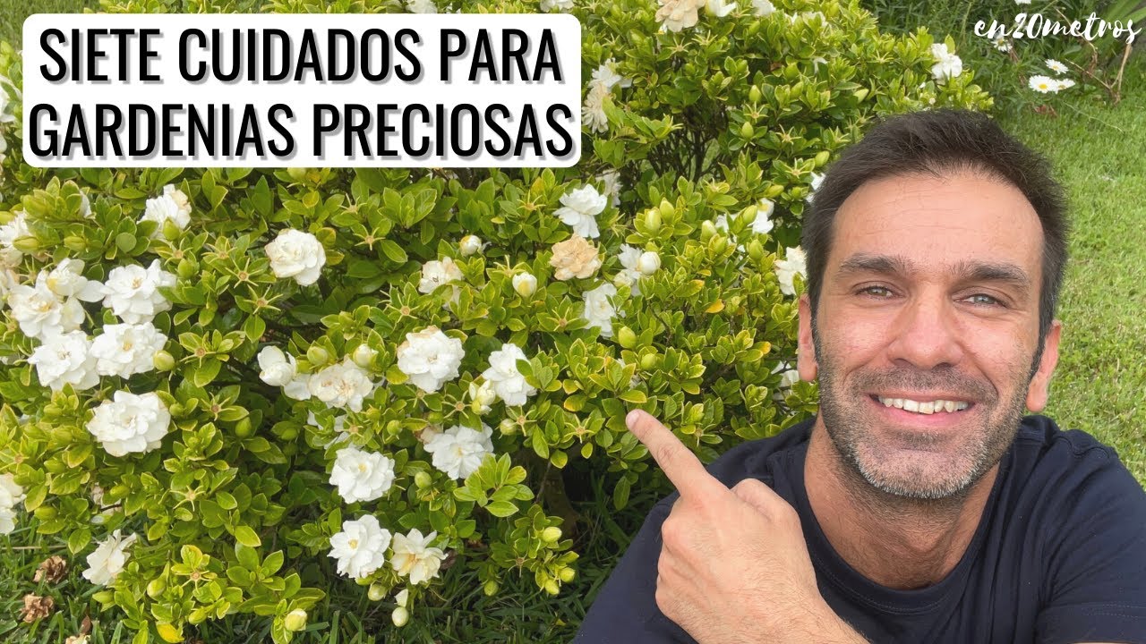 gardenias cuidados exterior