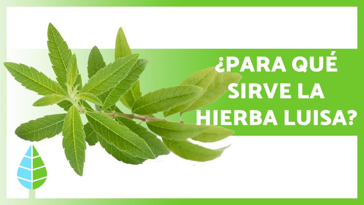 hierba luisa contraindicaciones