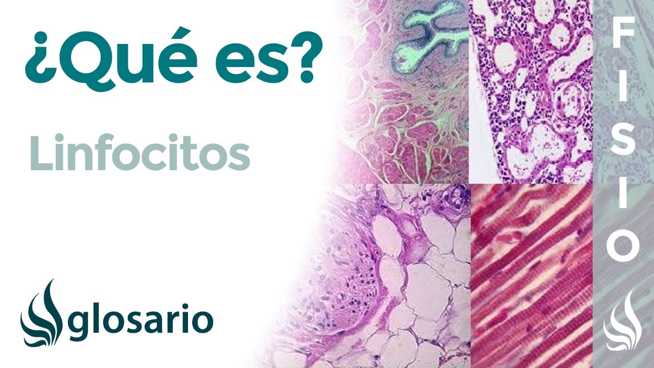 linfocitos bajos que significa