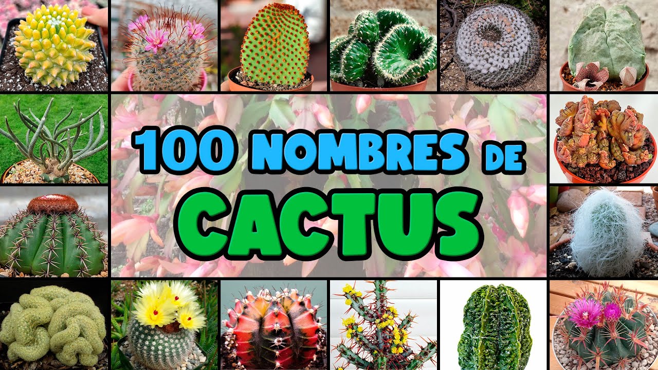nombres de cactus