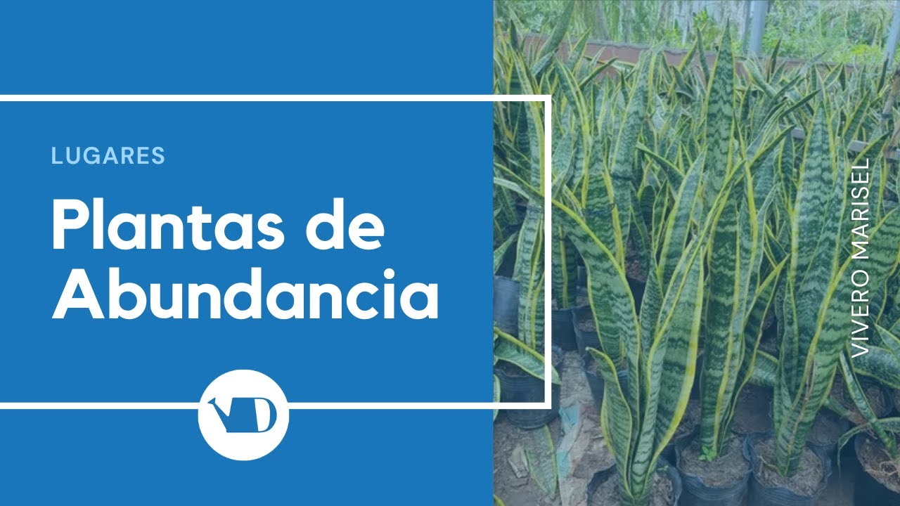 plantas de interior que dan buena suerte