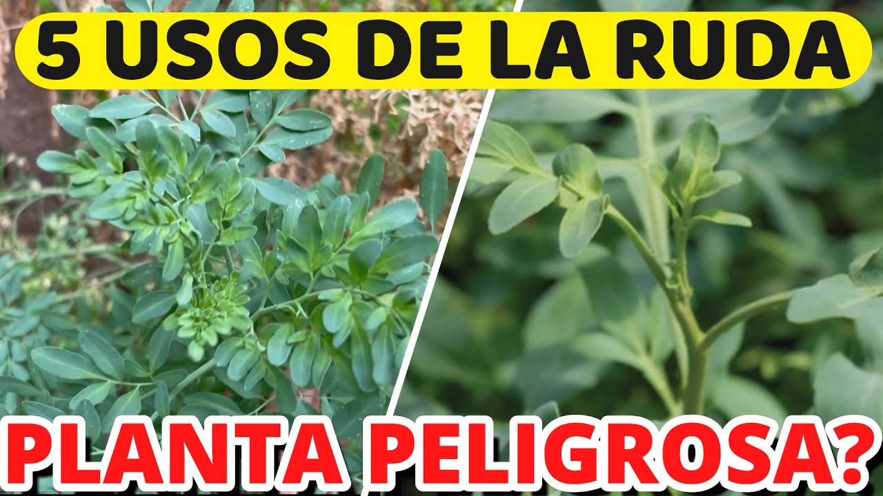 plantas de ruda en casa