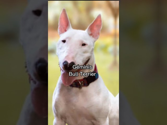 que perro eres segun tu horoscopo