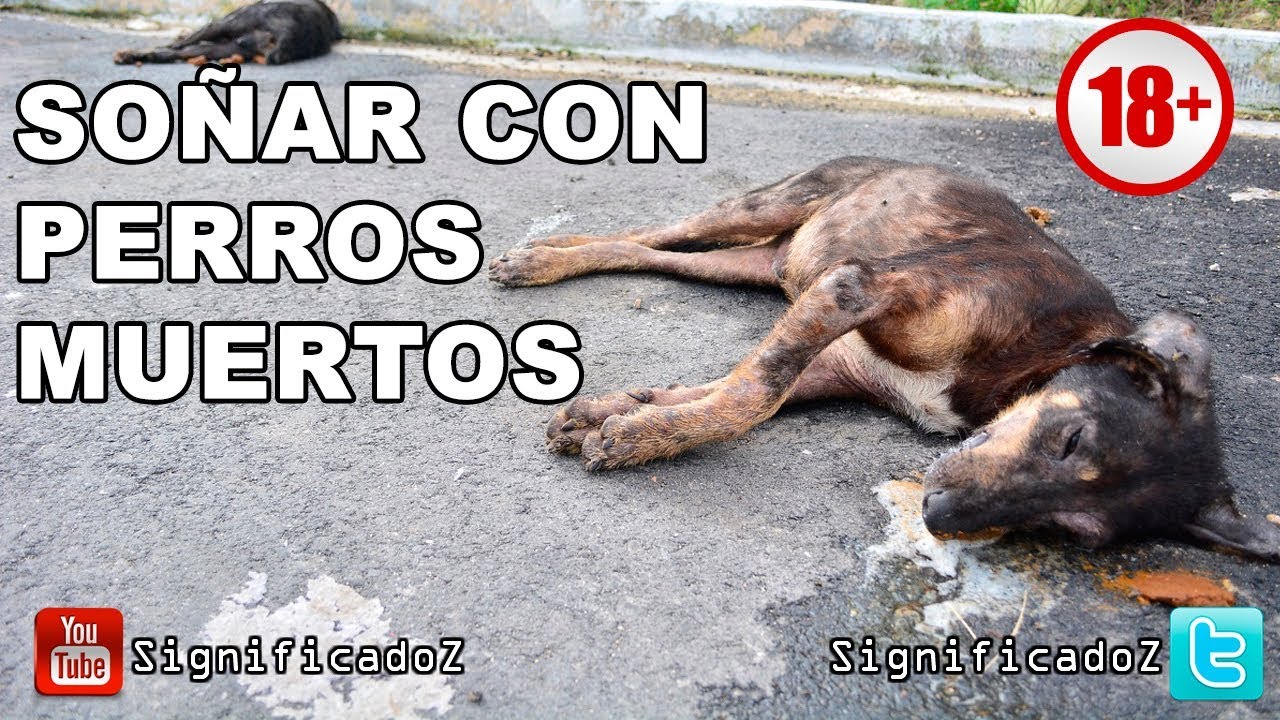 sonar con perro muerto