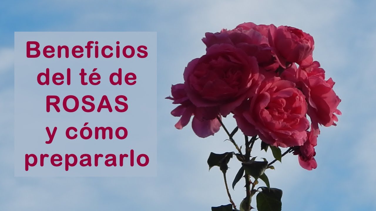 te de rosas mercadona